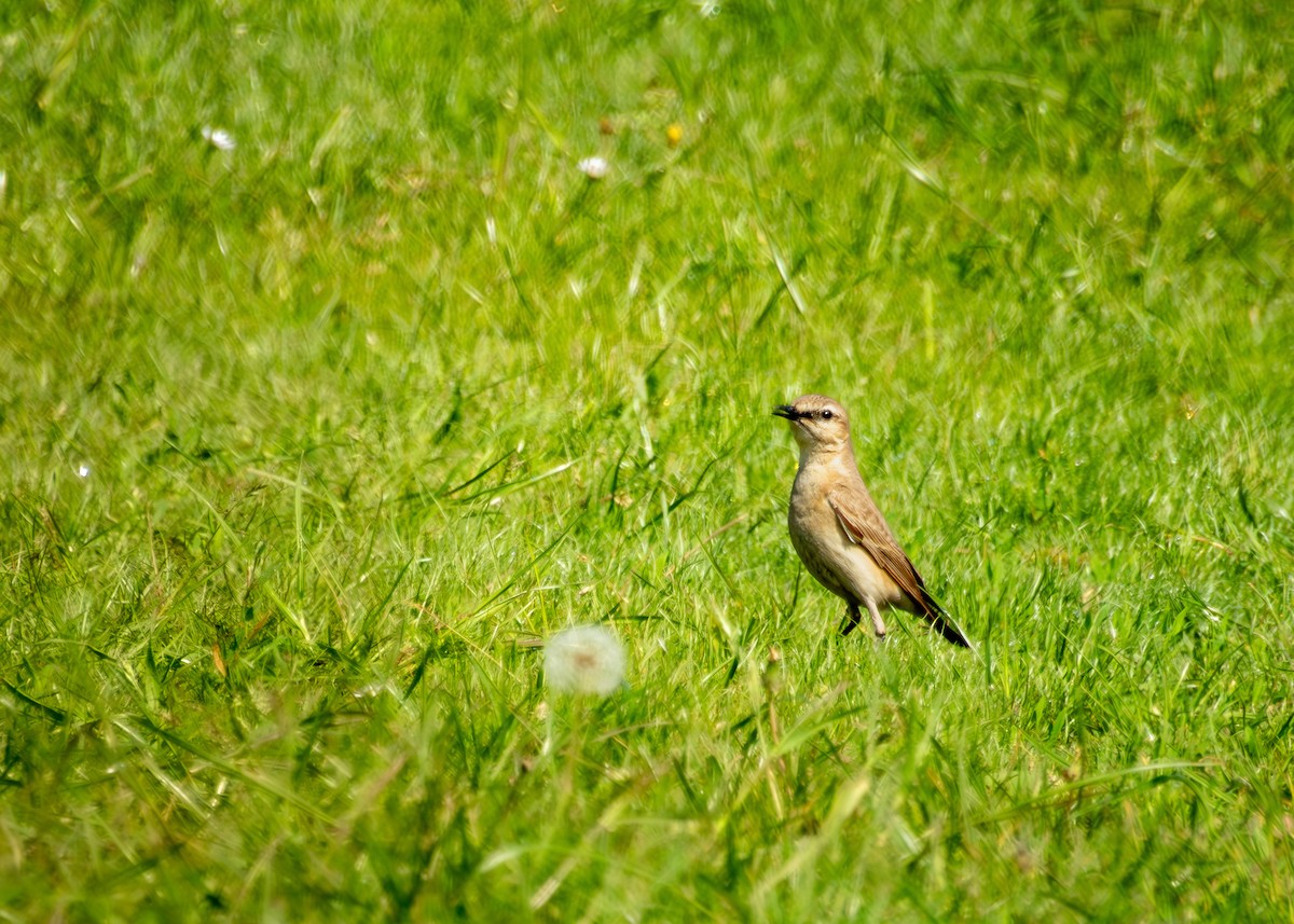 Isabelline Wheatear - Quinlan Cijntje