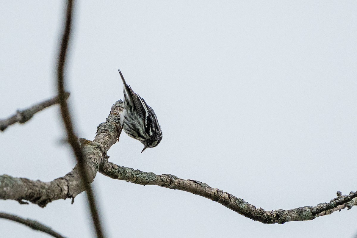 Black-and-white Warbler - ML619086239