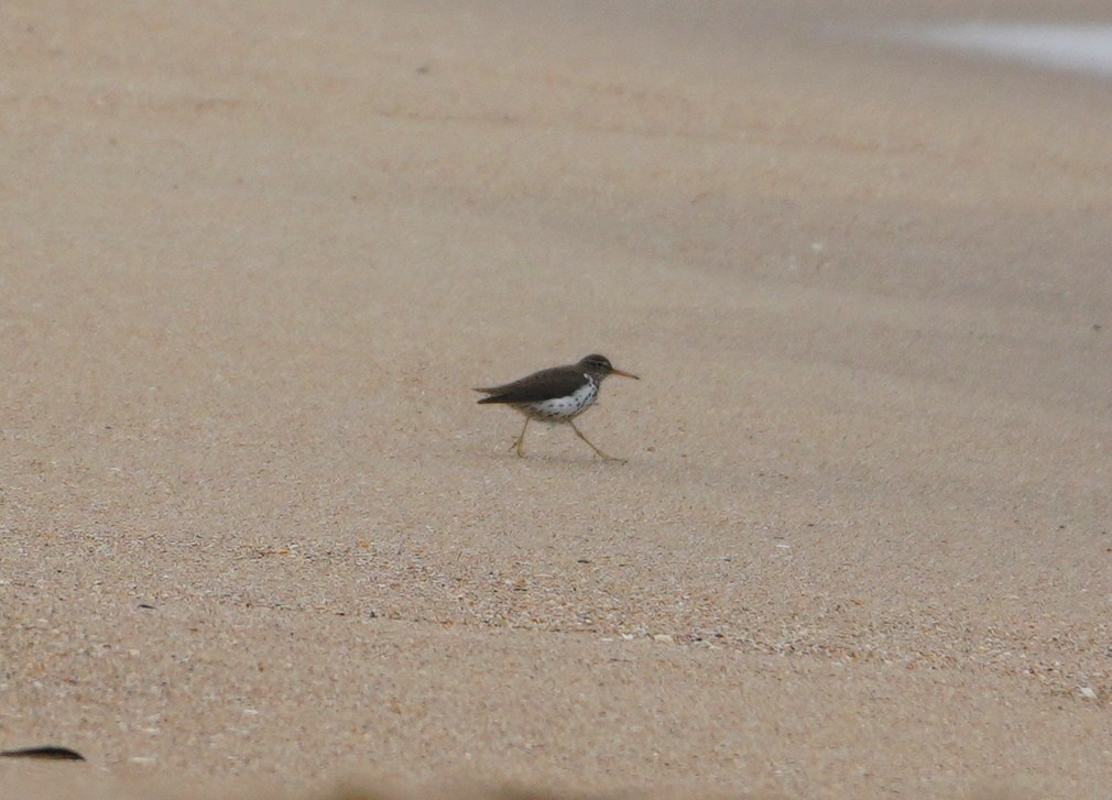 Spotted Sandpiper - ML619086246