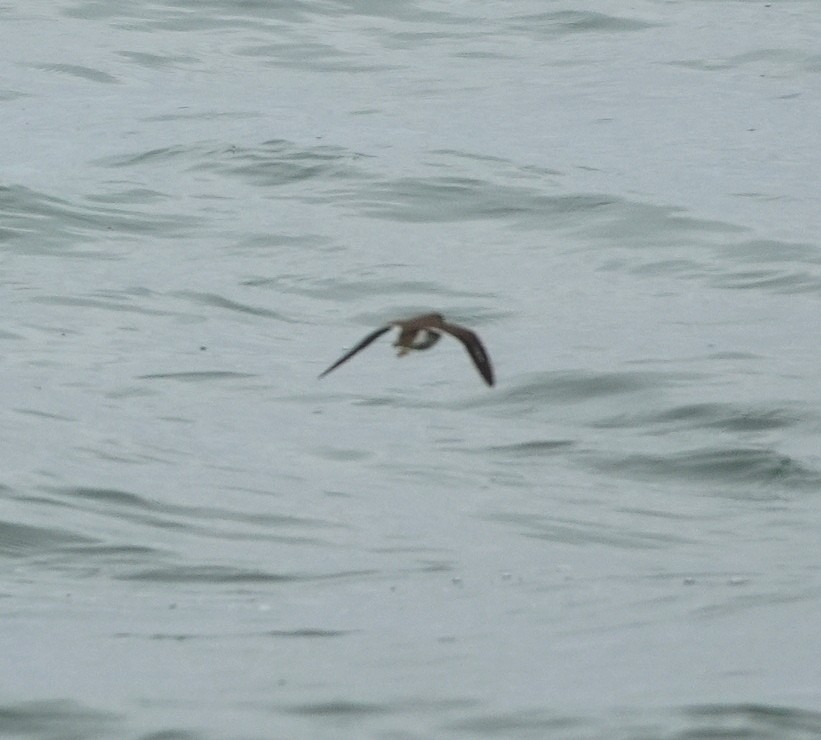 Spotted Sandpiper - ML619086248