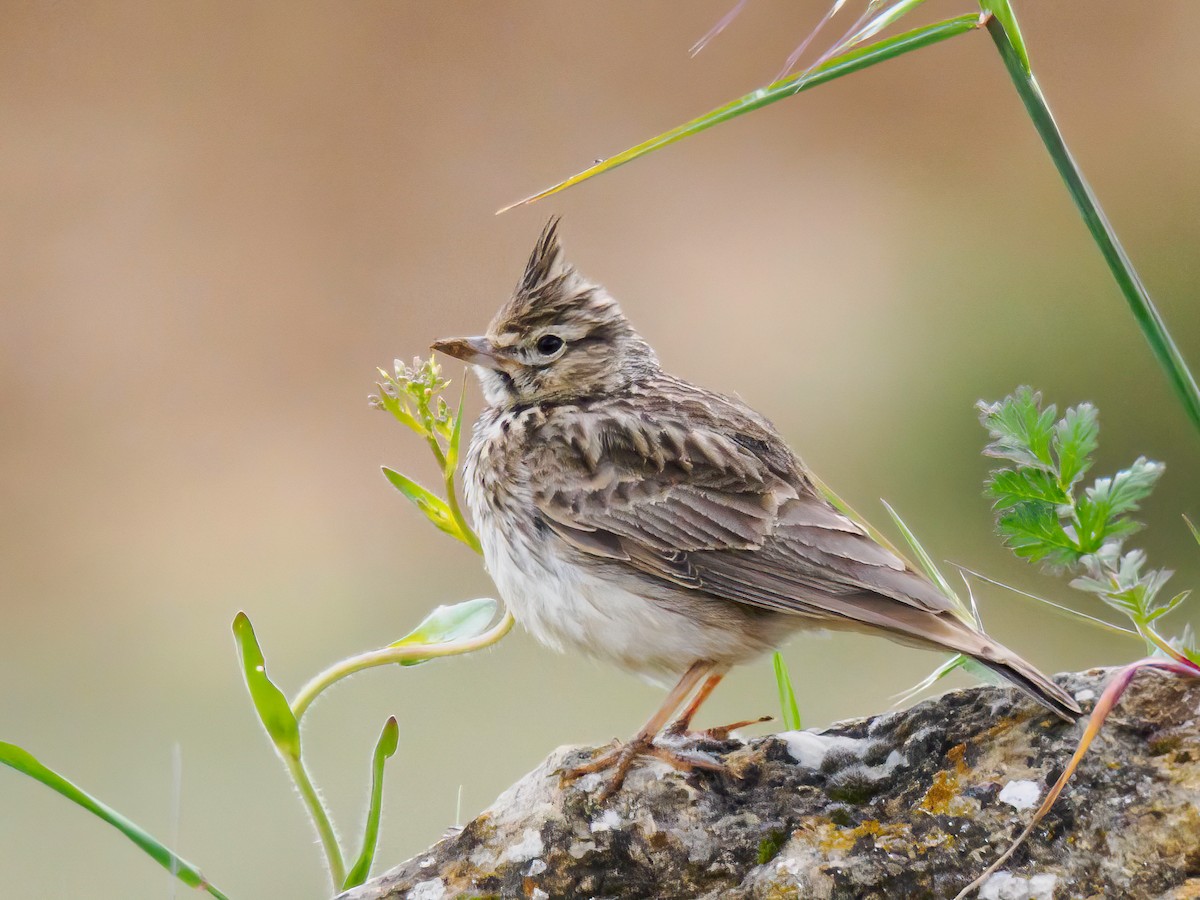 Thekla's Lark - Manuel Fernandez-Bermejo