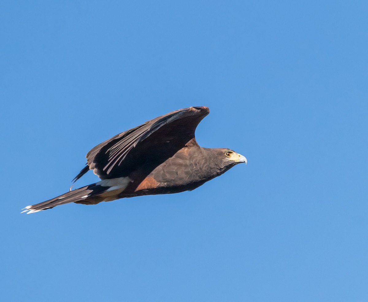 Harris's Hawk - Esteban Villanueva (Aves Libres Chile)