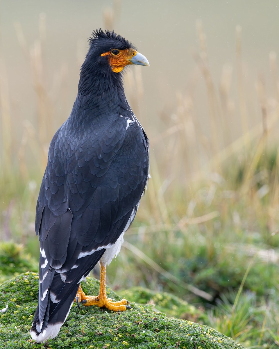 Carunculated Caracara - ML619086269