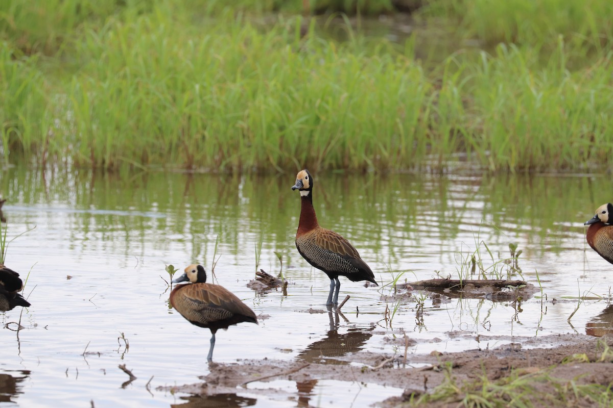 White-faced Whistling-Duck - Joseph Bozzo