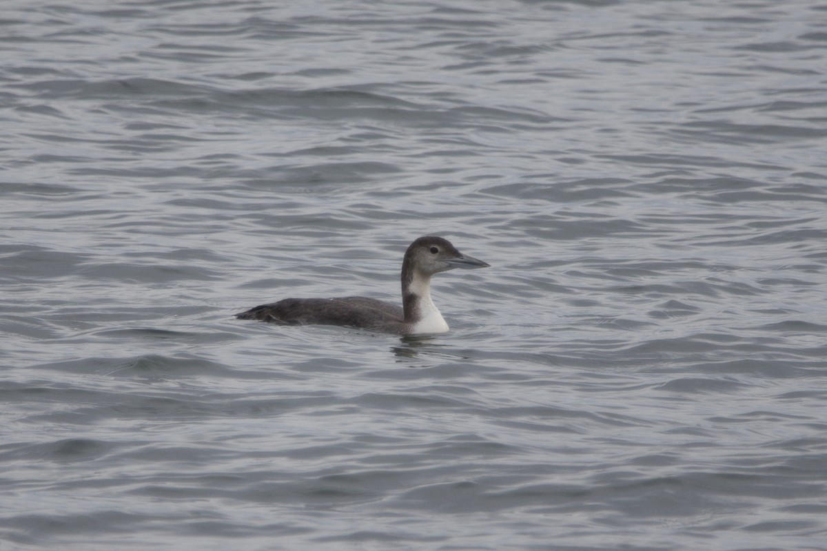 Common Loon - Tomas Mazak