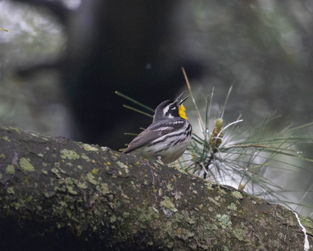 Yellow-throated Warbler - Austin Johnson