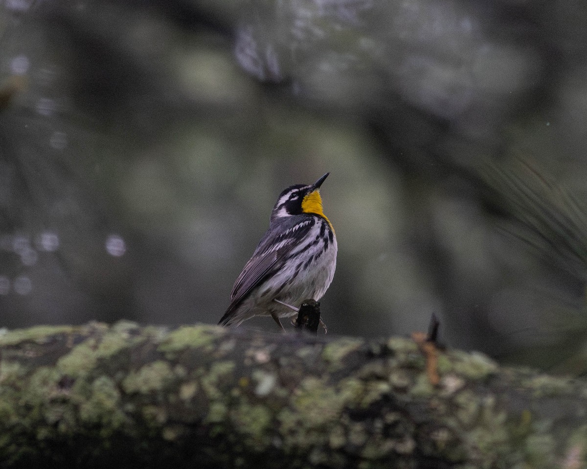 Yellow-throated Warbler - Austin Johnson