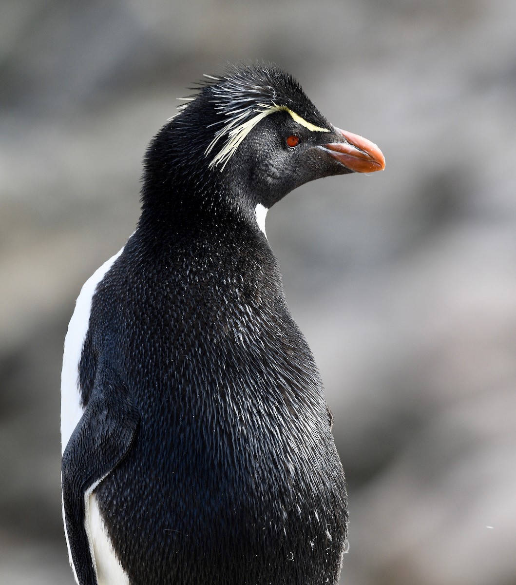 Pingüino Saltarrocas Meridional - ML619086297