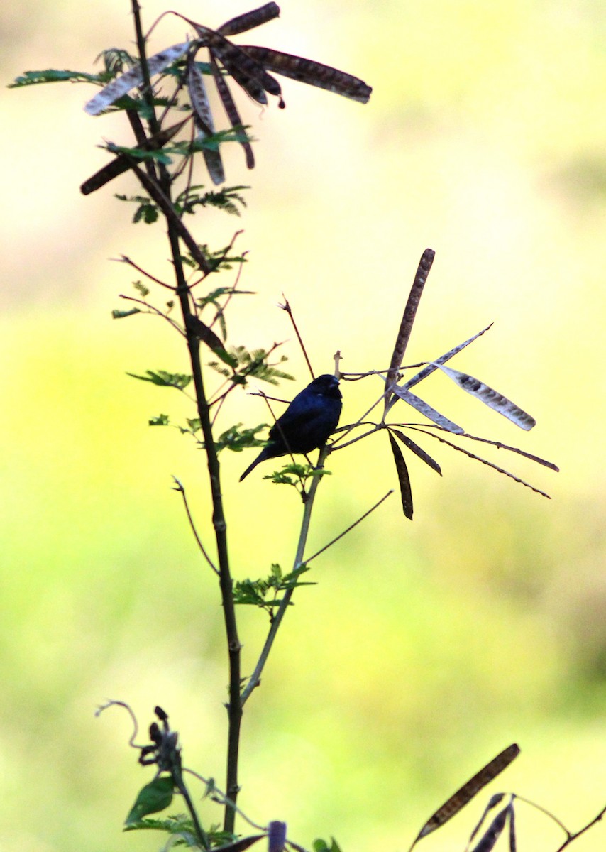 Blue-black Grassquit - Miska Nyul