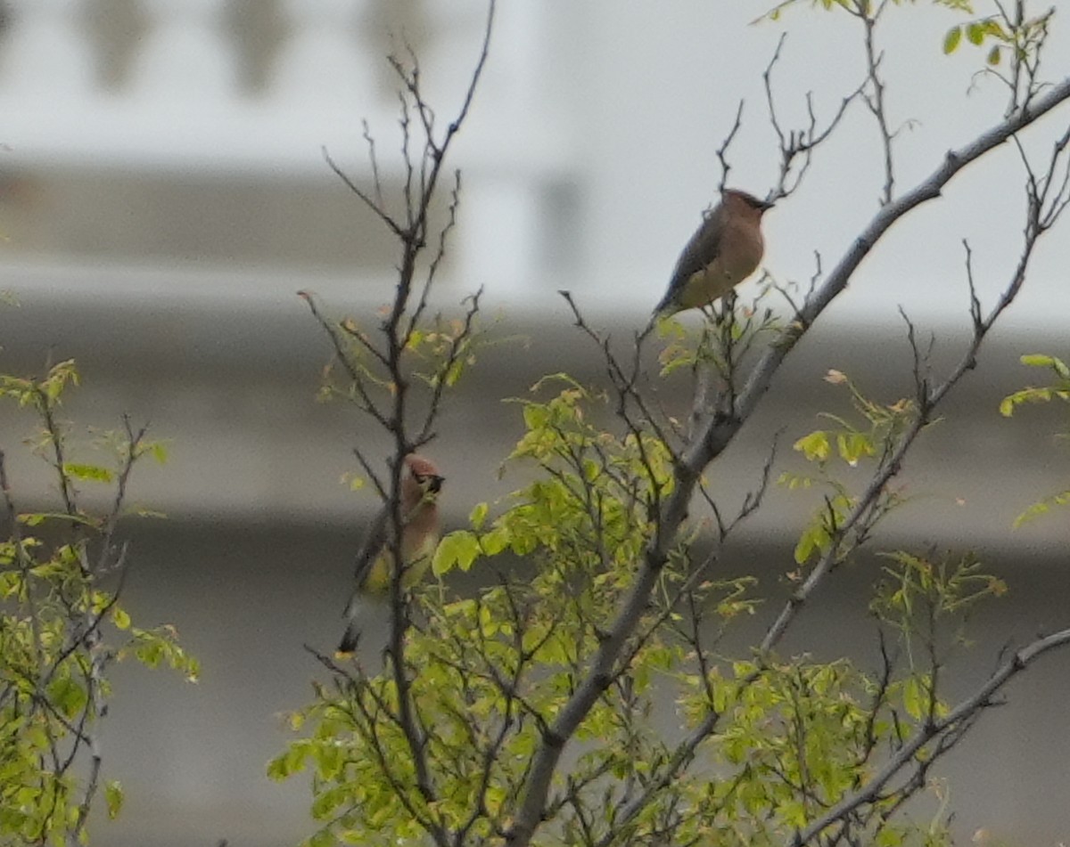 Cedar Waxwing - ML619086343