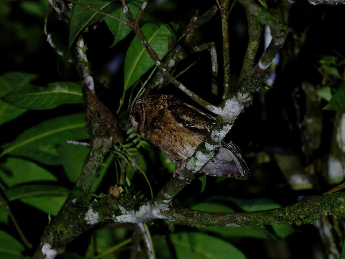 Sunda Scops-Owl - ML619086349