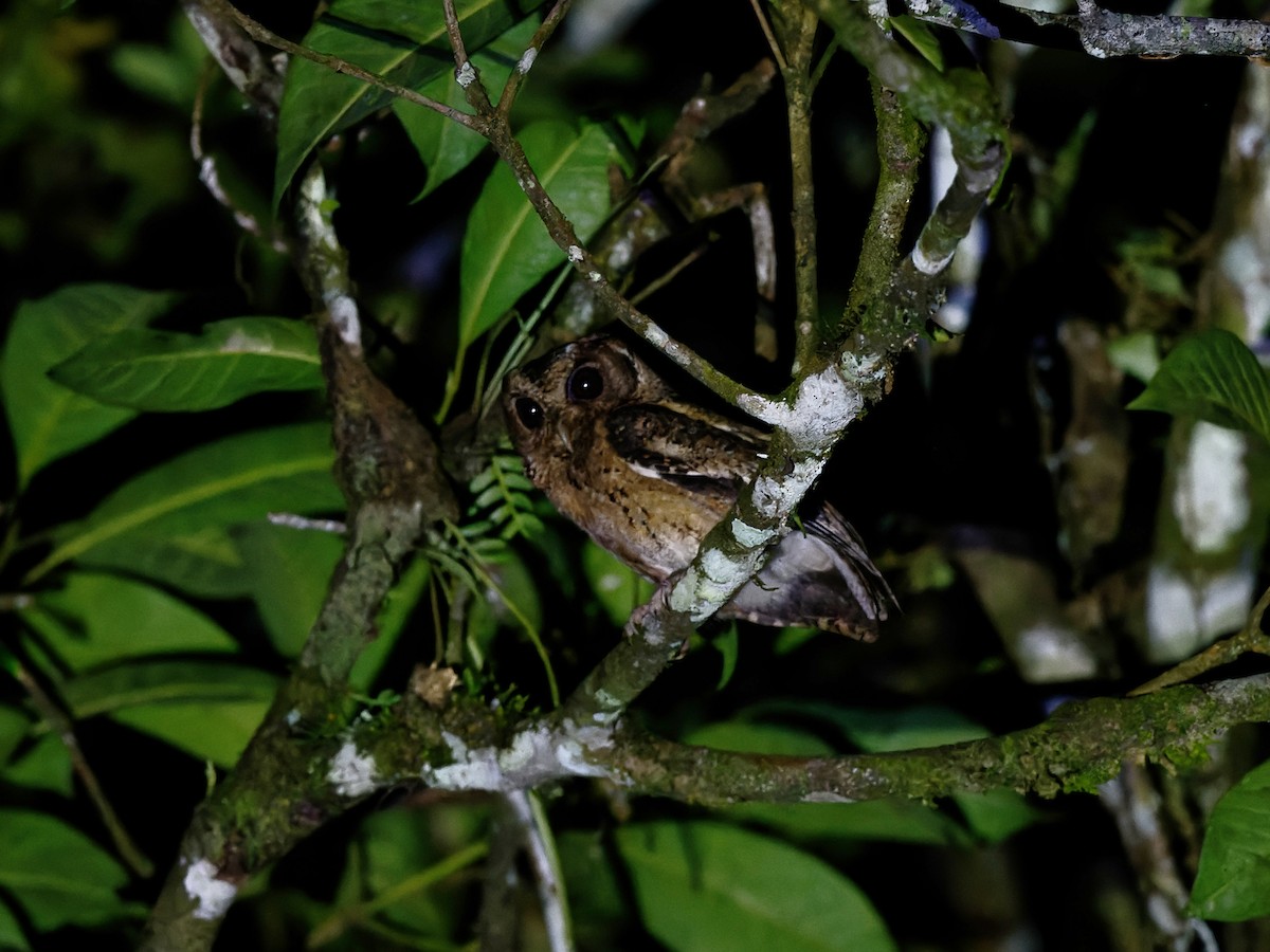 Sunda Scops-Owl - ML619086350