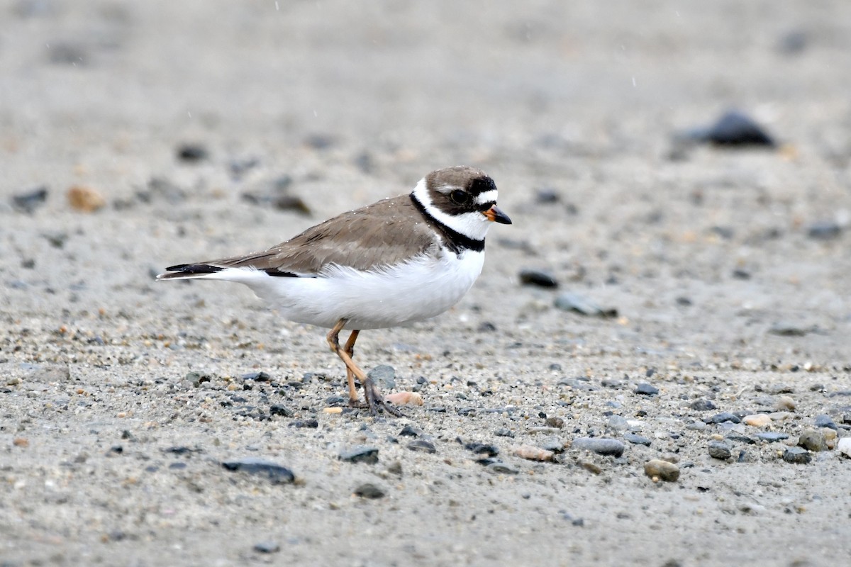 Semipalmated Plover - Sue Palmer