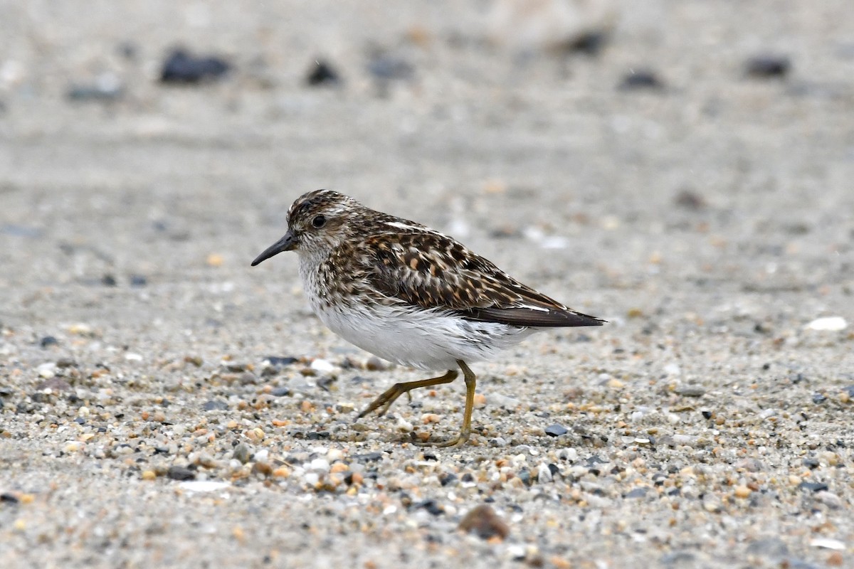 Least Sandpiper - Sue Palmer