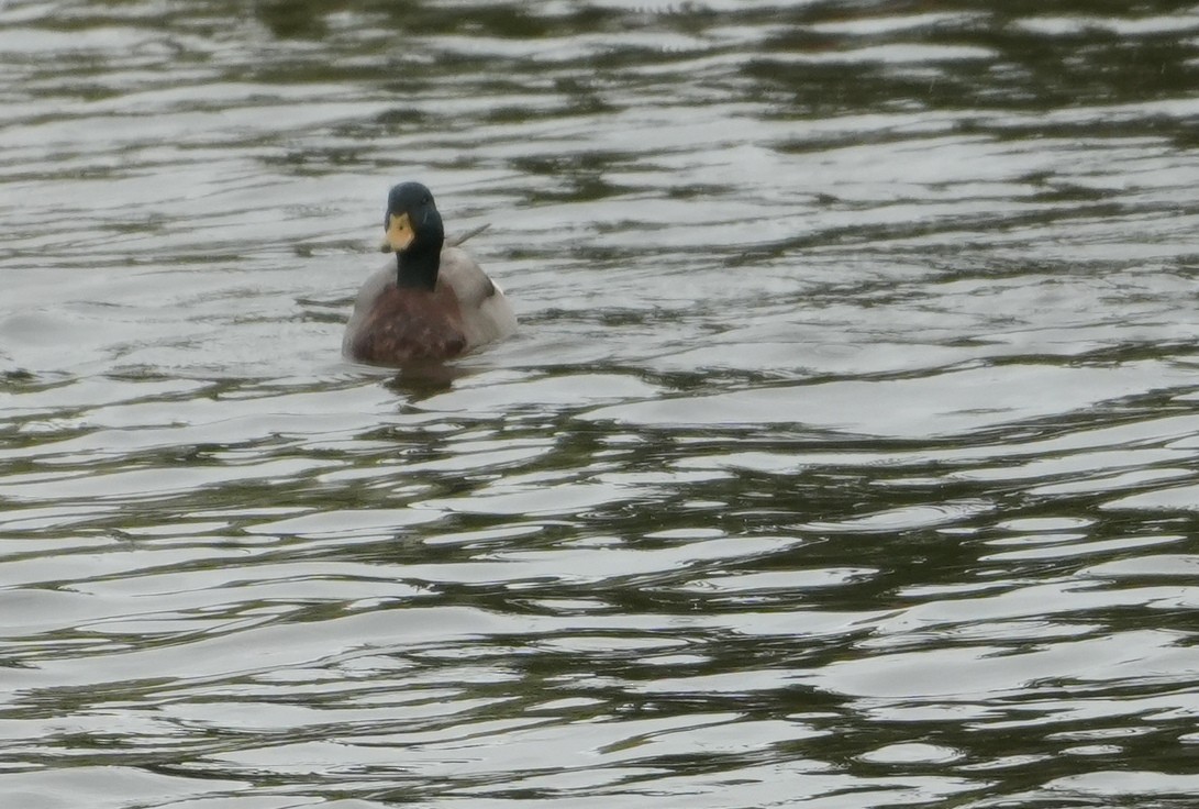 Mallard - Melody Ragle