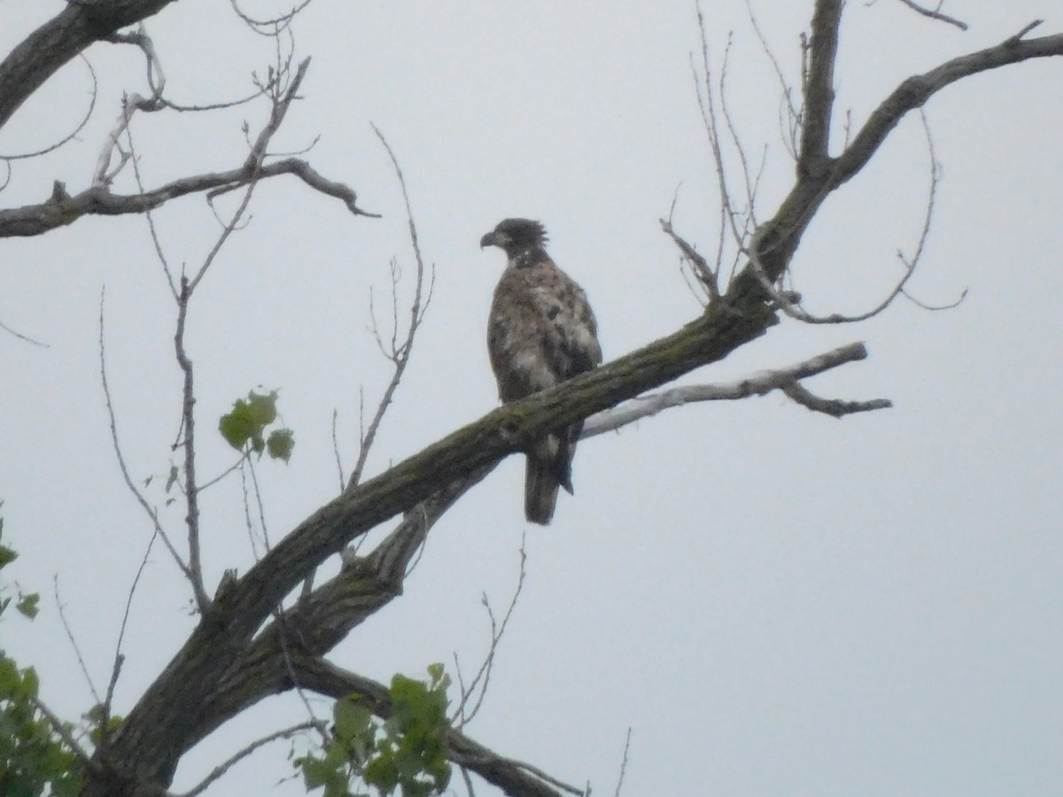 Bald Eagle - Meg Glines