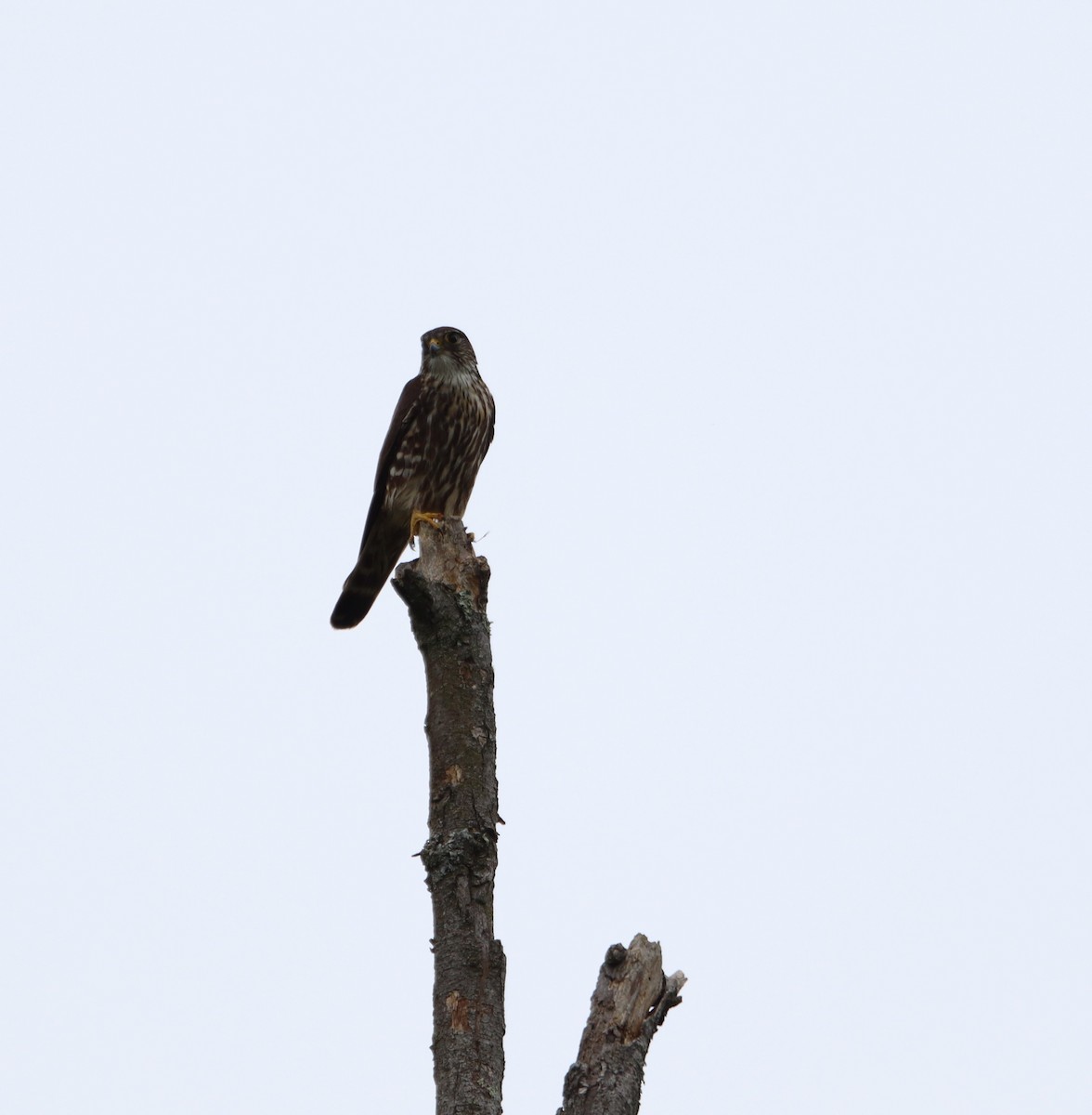 Merlin - ML619086398