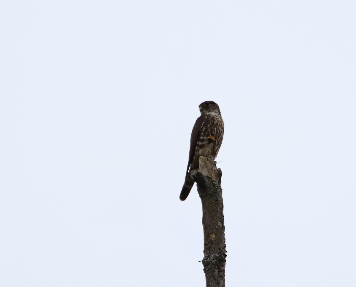 Merlin - ML619086399