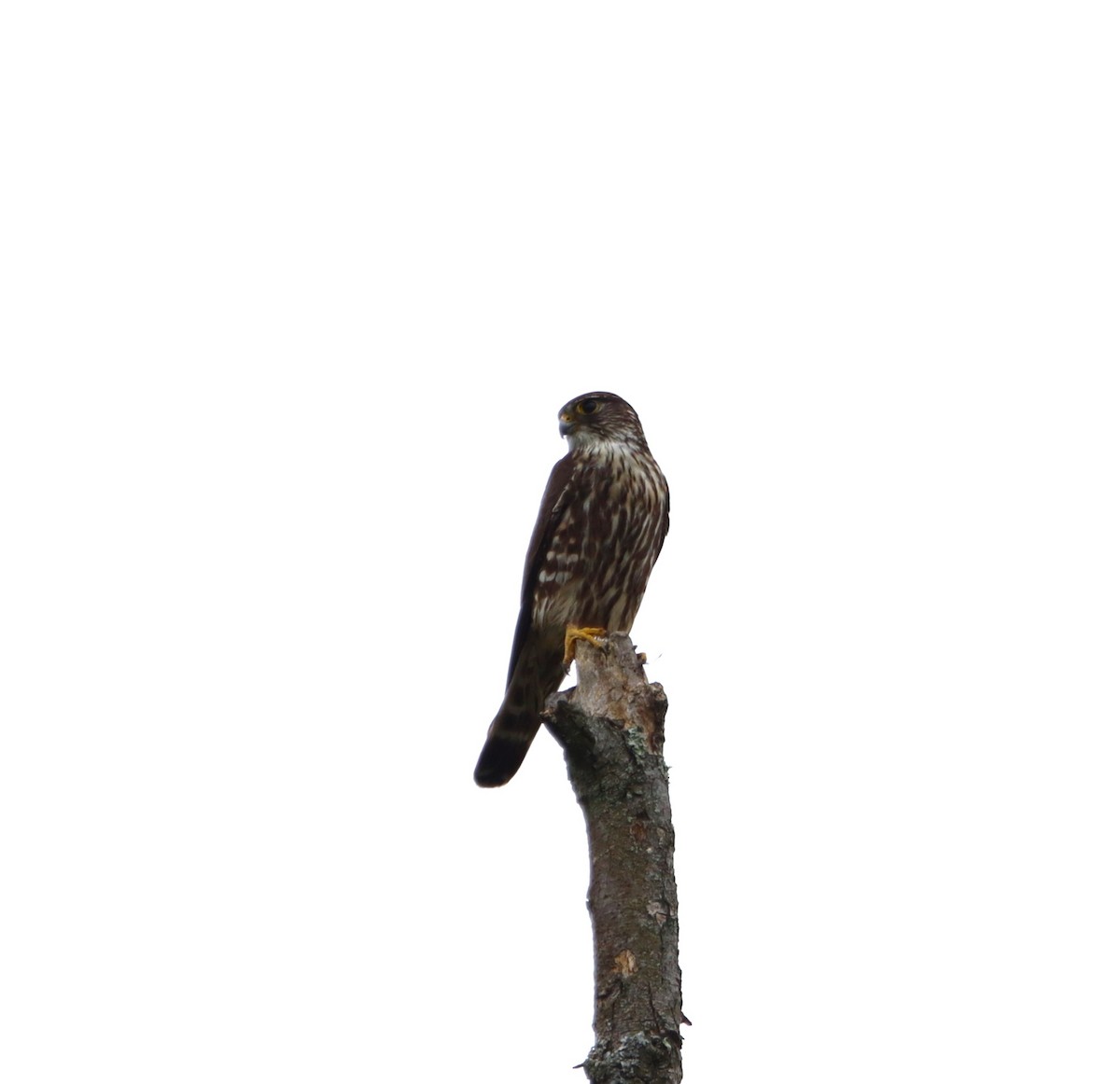 Merlin - ML619086401