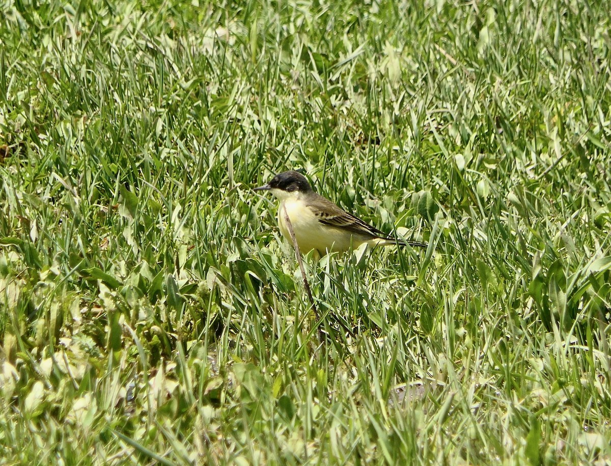 Western Yellow Wagtail (feldegg) - Hein Prinsen