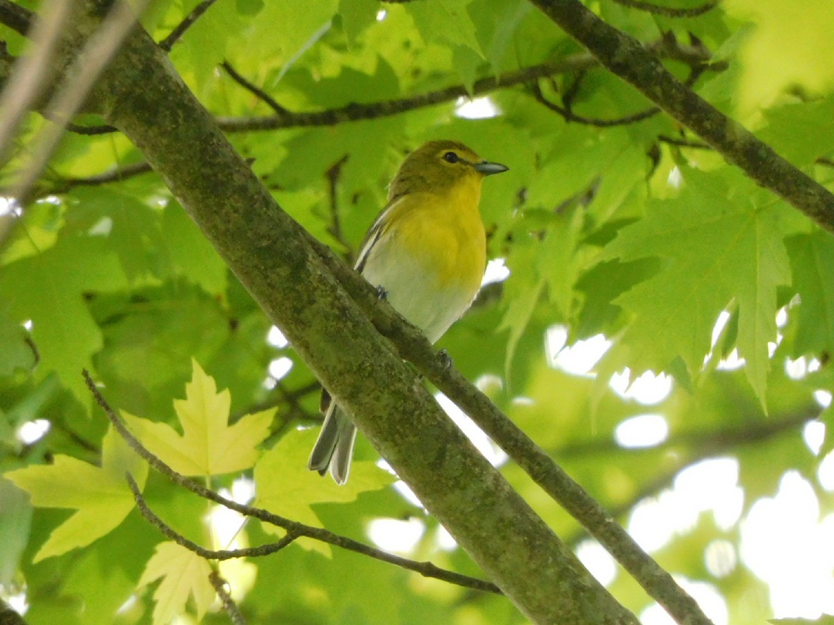 Yellow-throated Vireo - Meg Glines