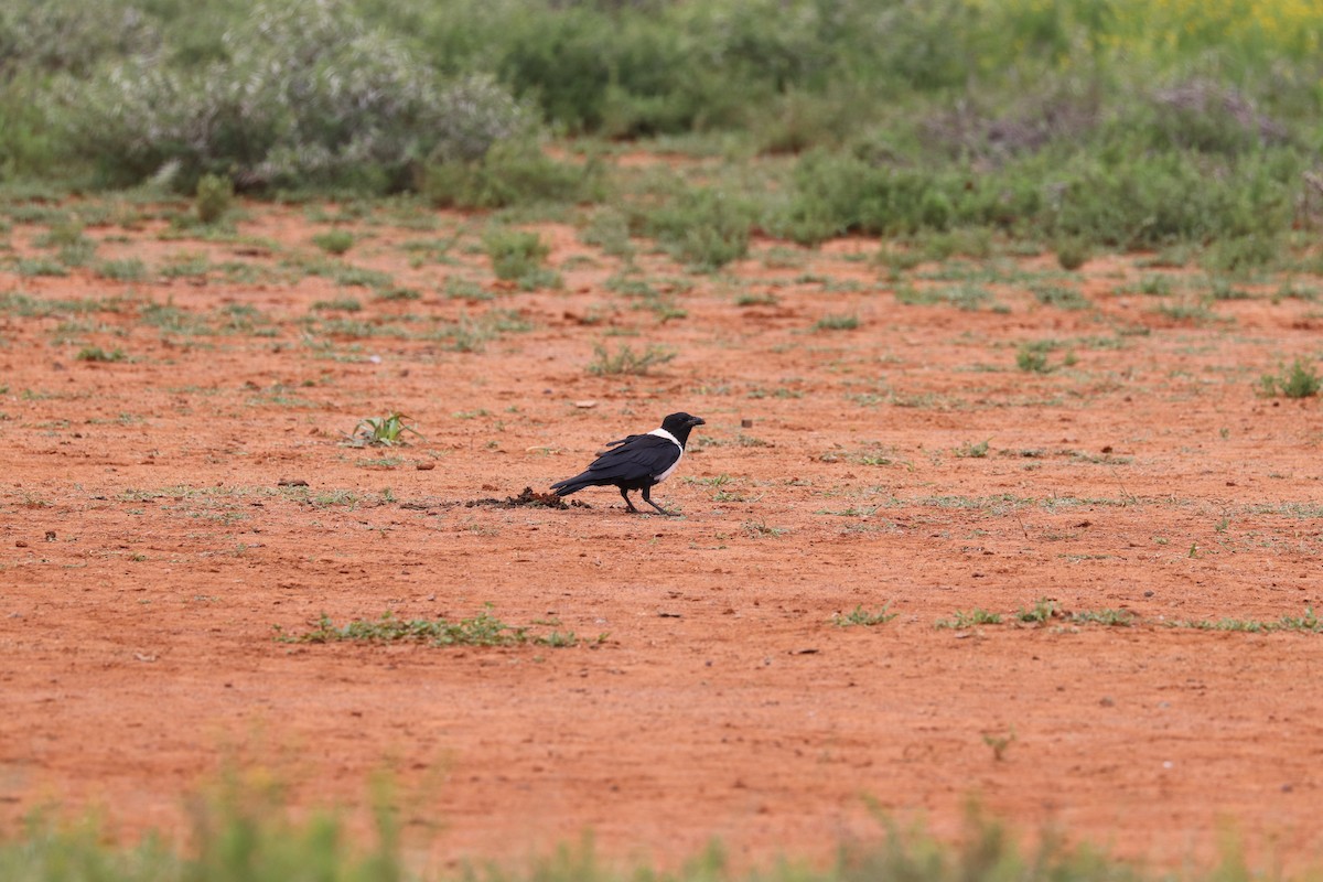 Pied Crow - ML619086411