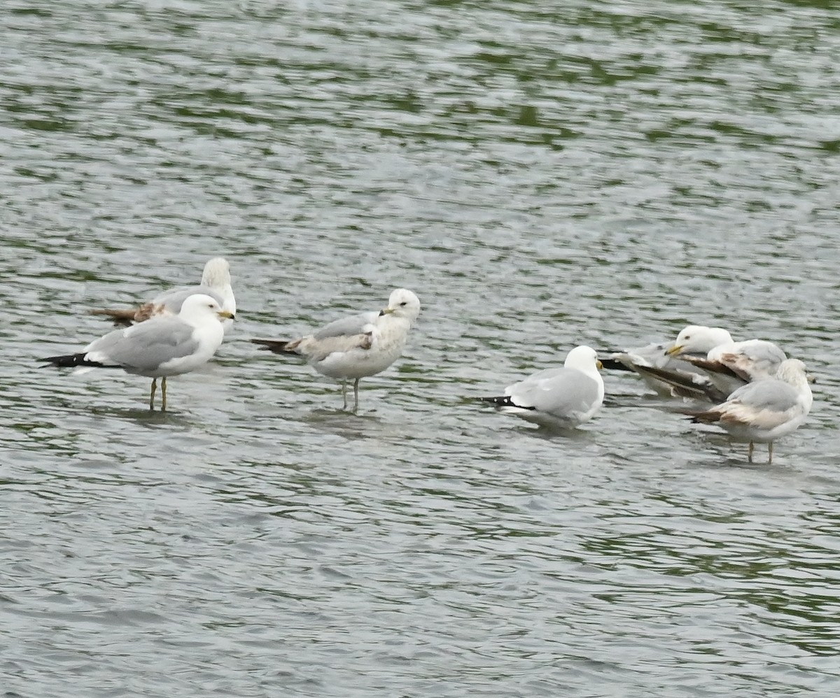 Ring-billed Gull - Regis Fortin