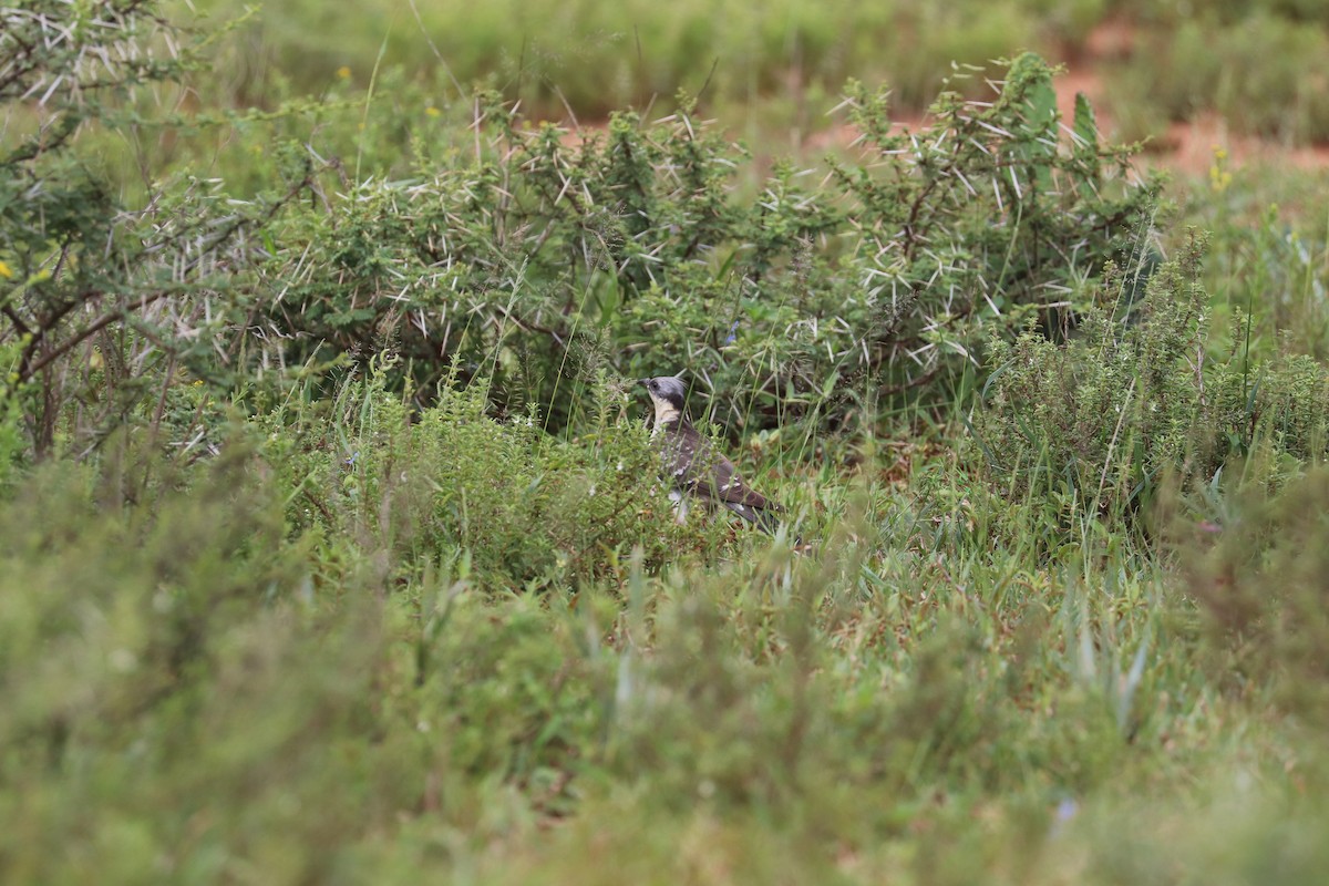 Great Spotted Cuckoo - Joseph Bozzo