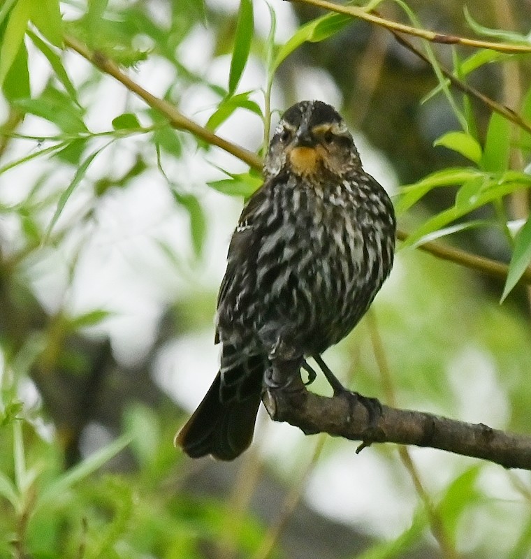 Red-winged Blackbird - Regis Fortin