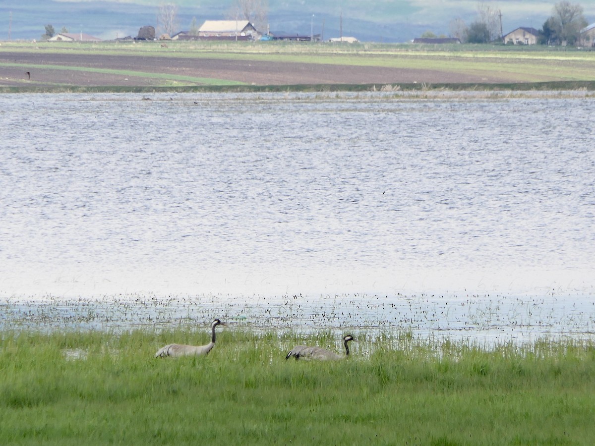 Common Crane - Hein Prinsen