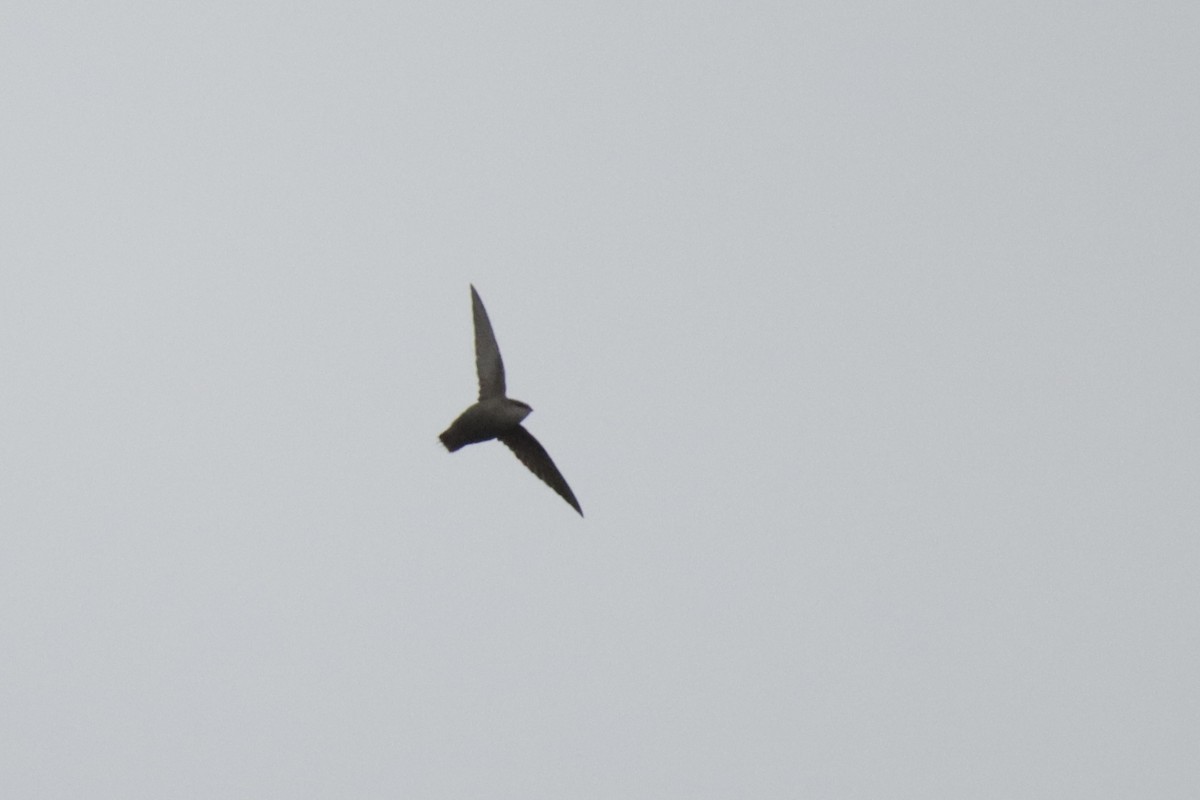 Chimney Swift - ML619086442