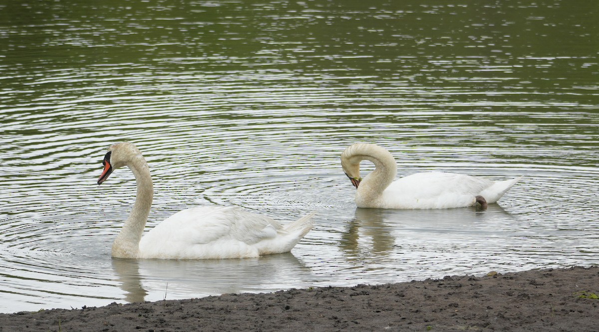 Mute Swan - ML619086451