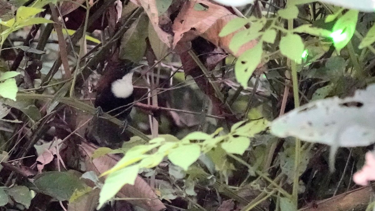 Black-bellied Wren - Indira Thirkannad