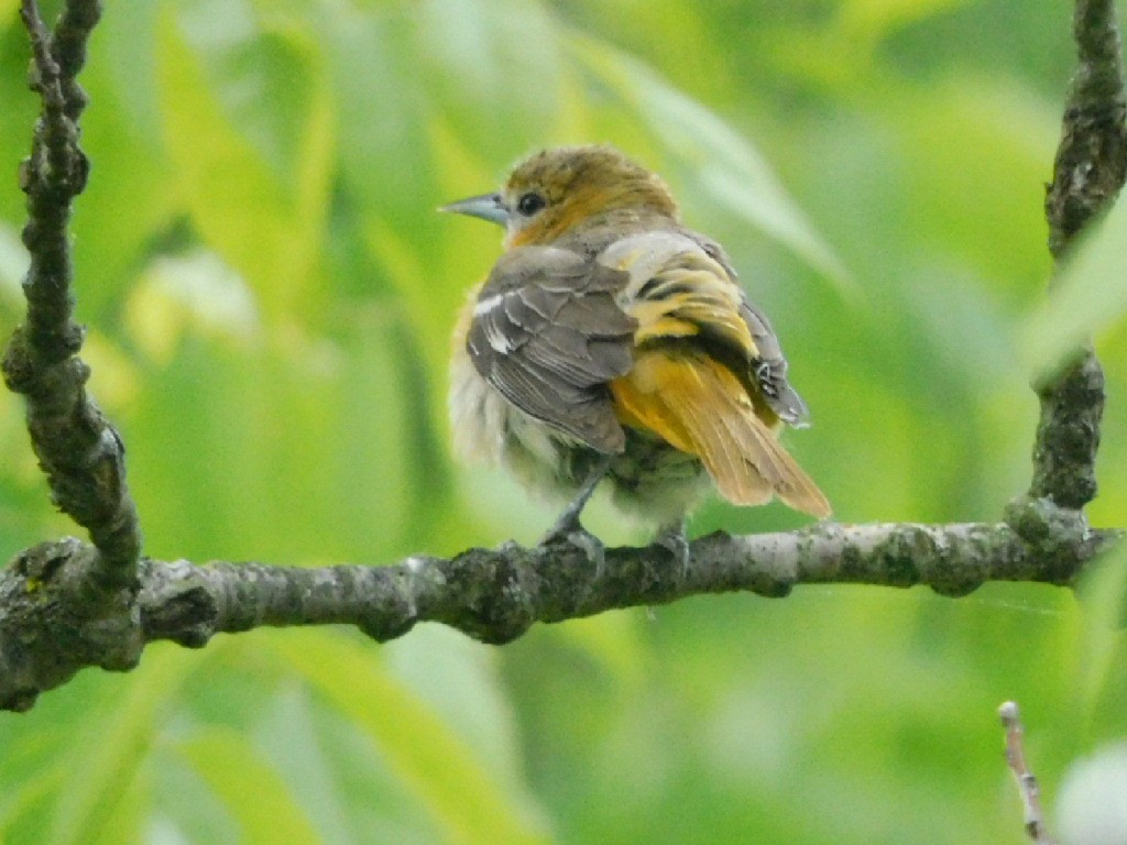 Baltimore Oriole - Meg Glines