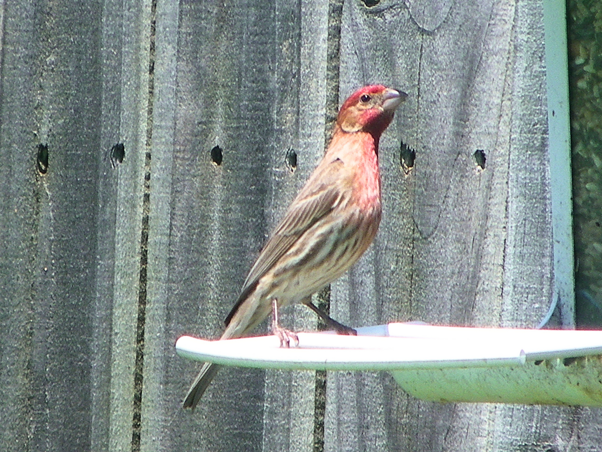House Finch - Khloe Campbell