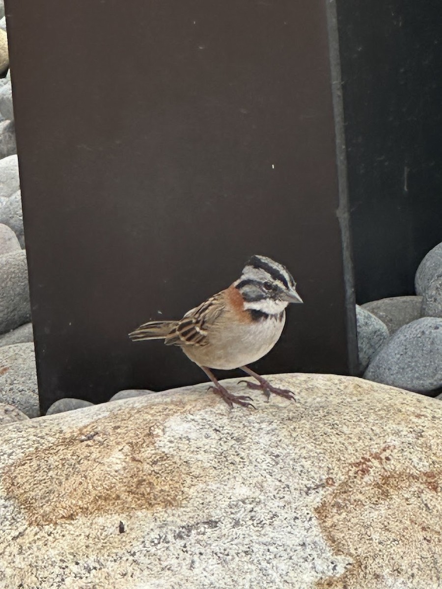 Rufous-collared Sparrow - Donna Burggraf