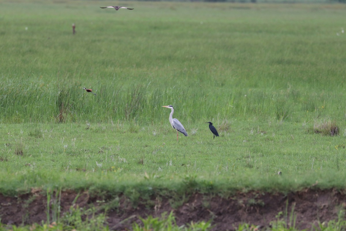 Gray Heron - ML619086496