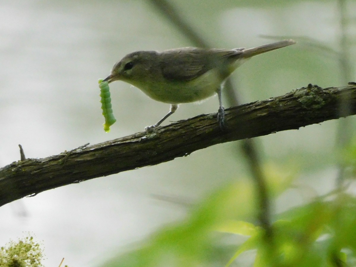 Warbling Vireo - Meg Glines