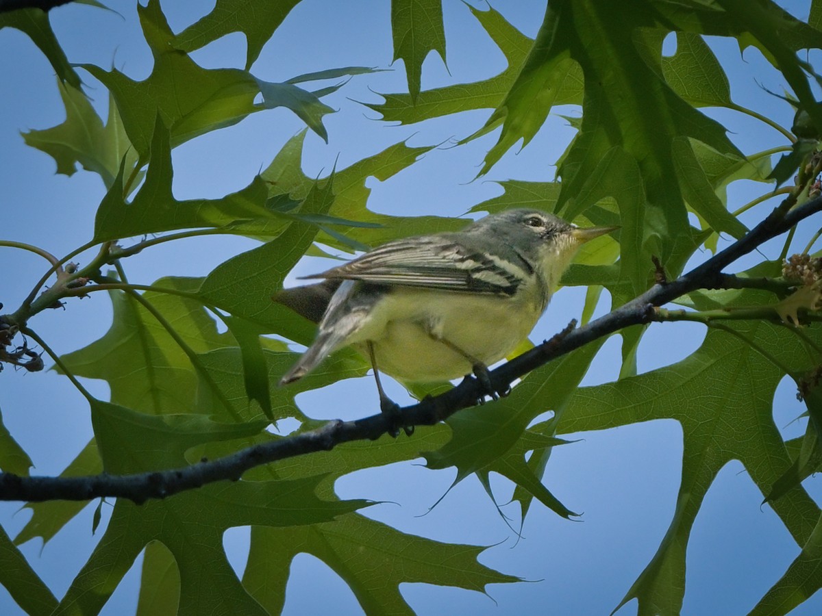 Cerulean Warbler x Northern Parula (hybrid) - ML619086516