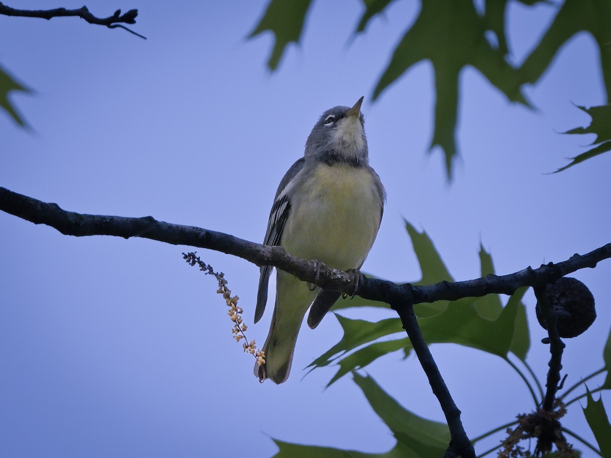 Cerulean Warbler x Northern Parula (hybrid) - ML619086519