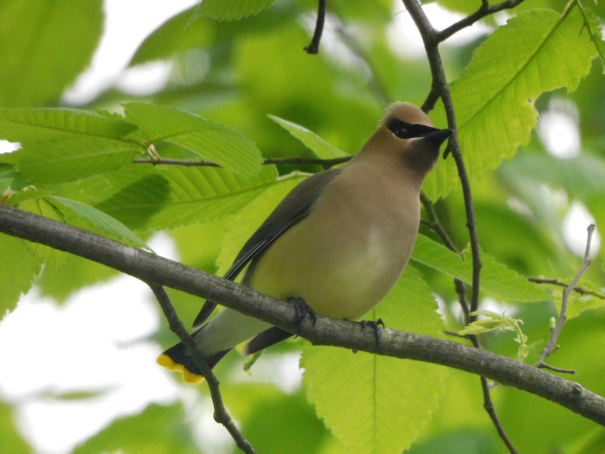 Cedar Waxwing - ML619086527