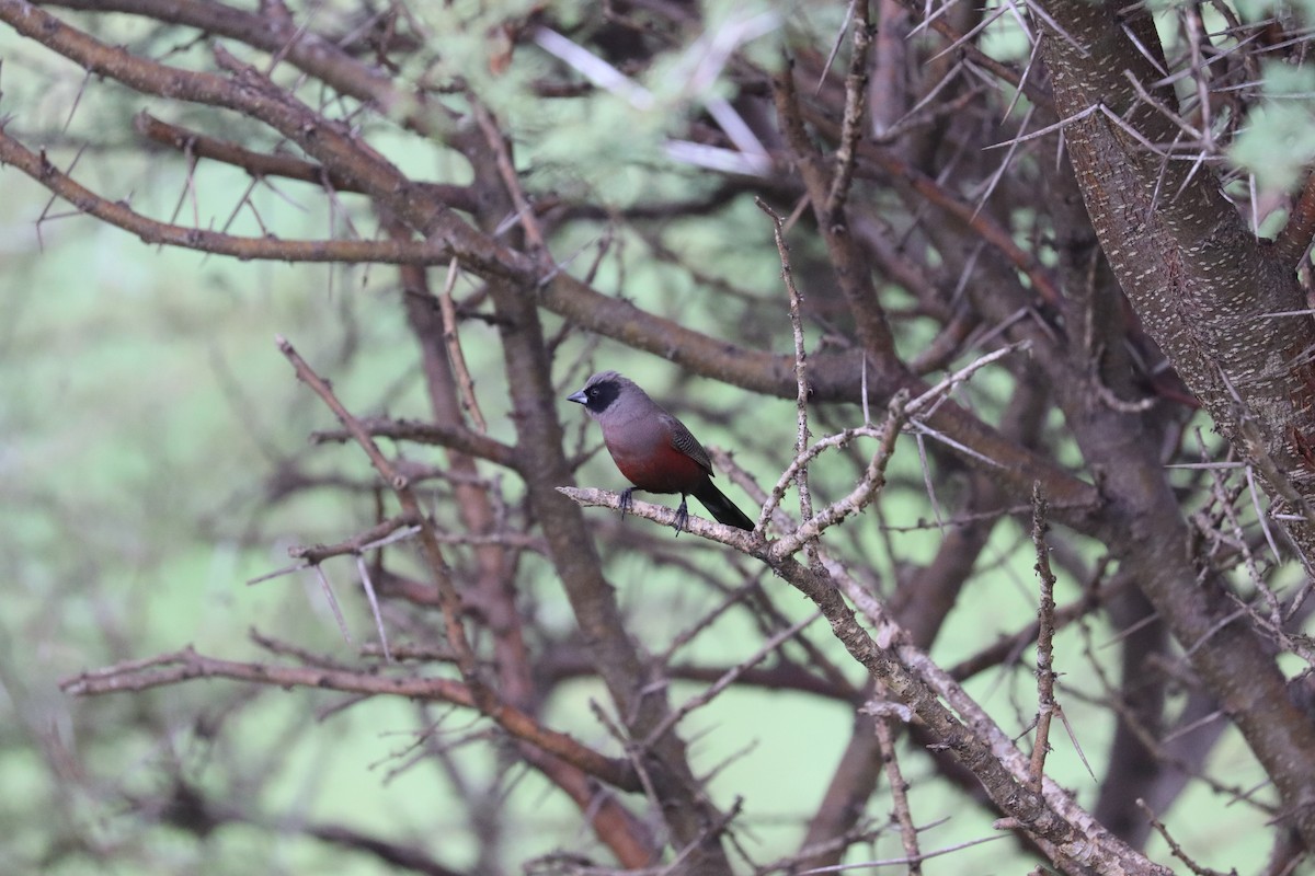 Estrilda Carinegra Sureña - ML619086531