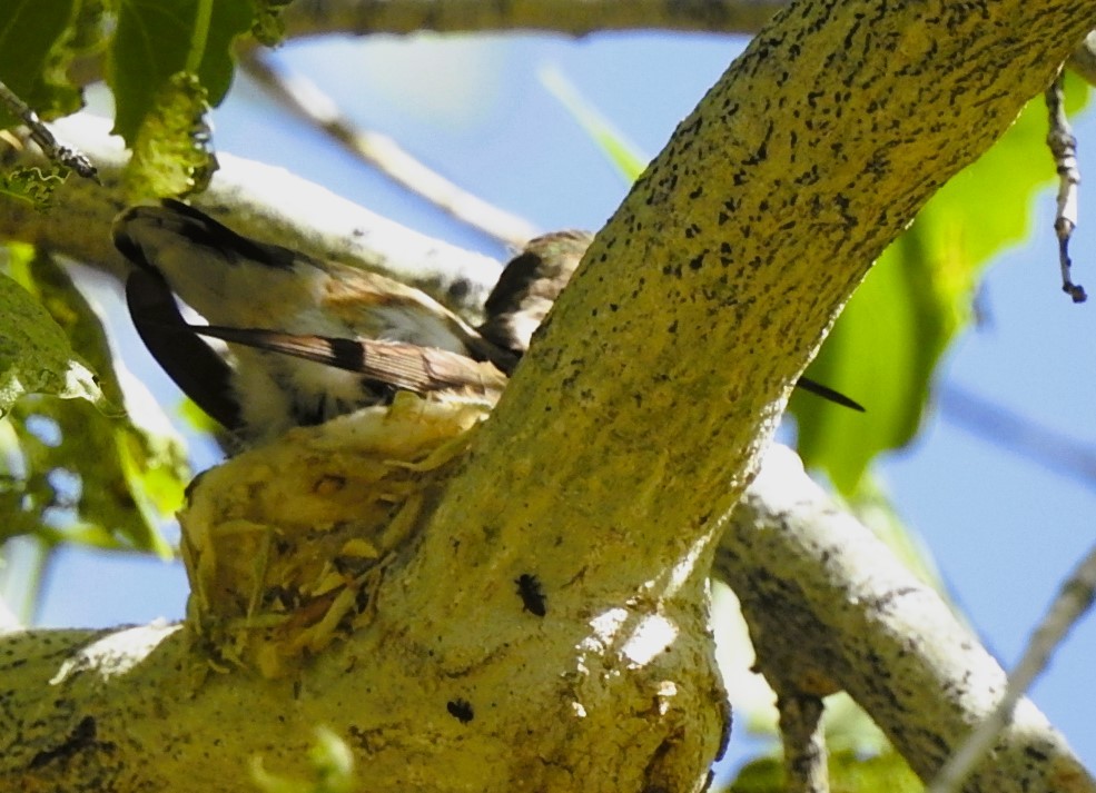 Black-chinned Hummingbird - woody wheeler