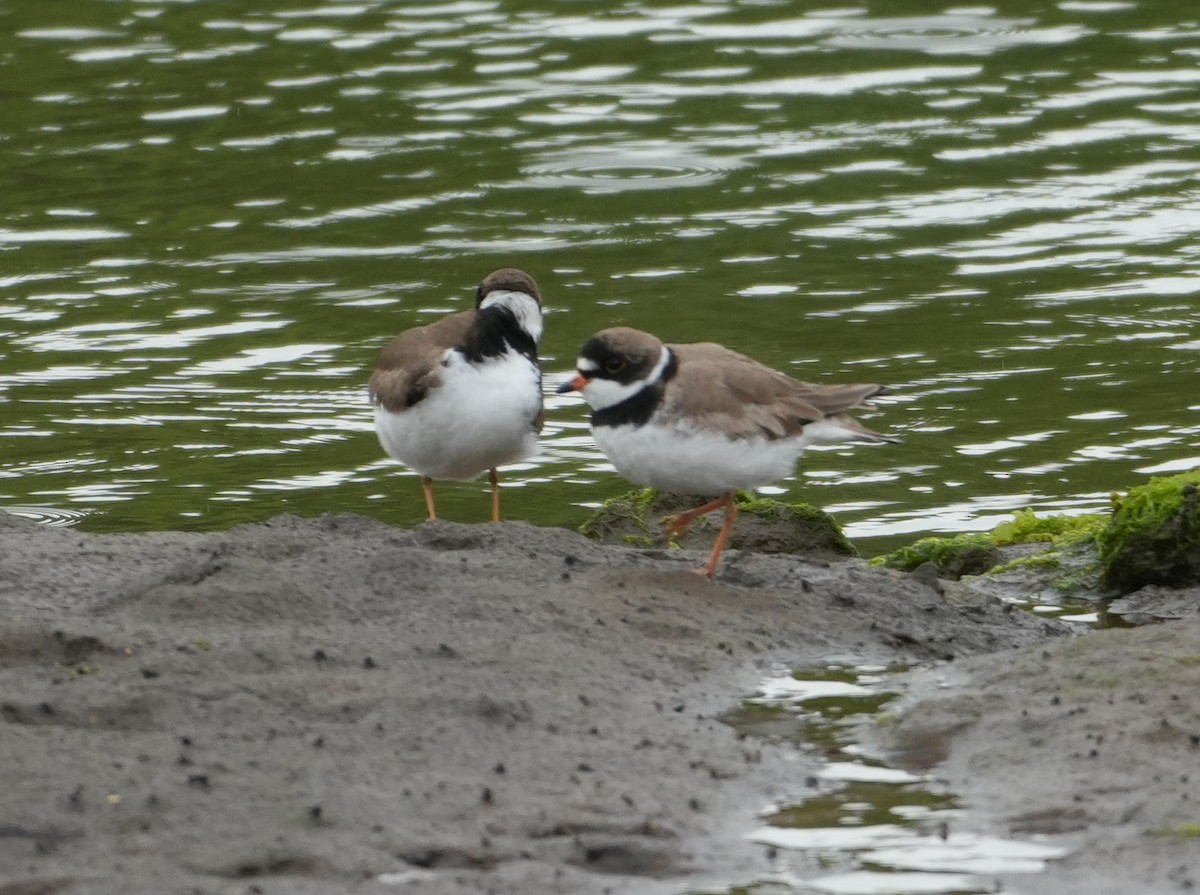 Semipalmated Plover - ML619086537