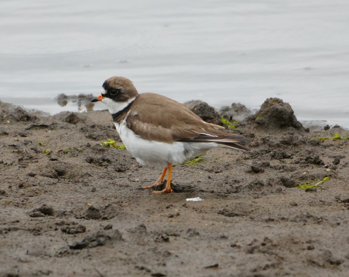 Semipalmated Plover - ML619086538