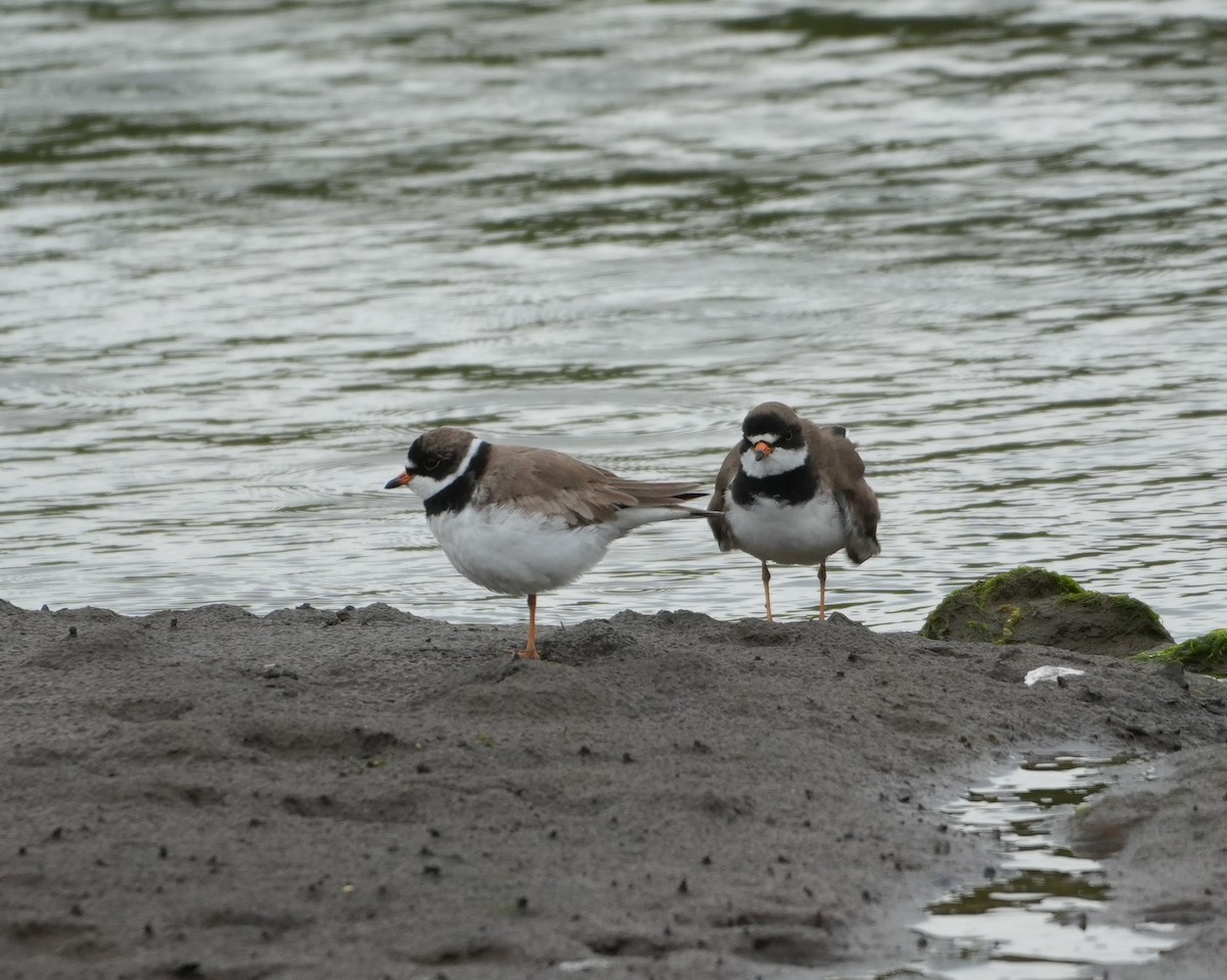 Semipalmated Plover - Melody Ragle