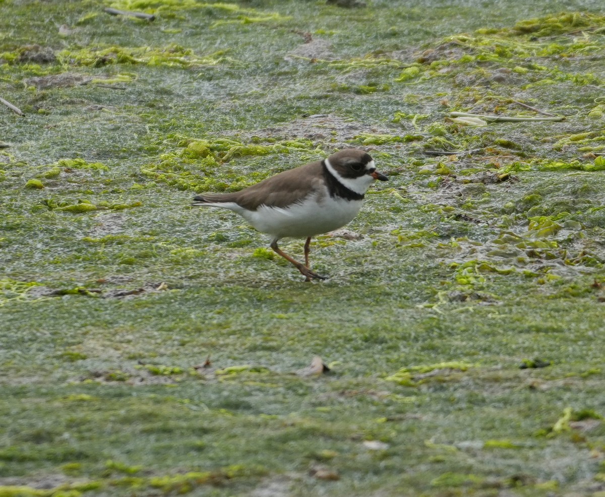 Semipalmated Plover - ML619086540