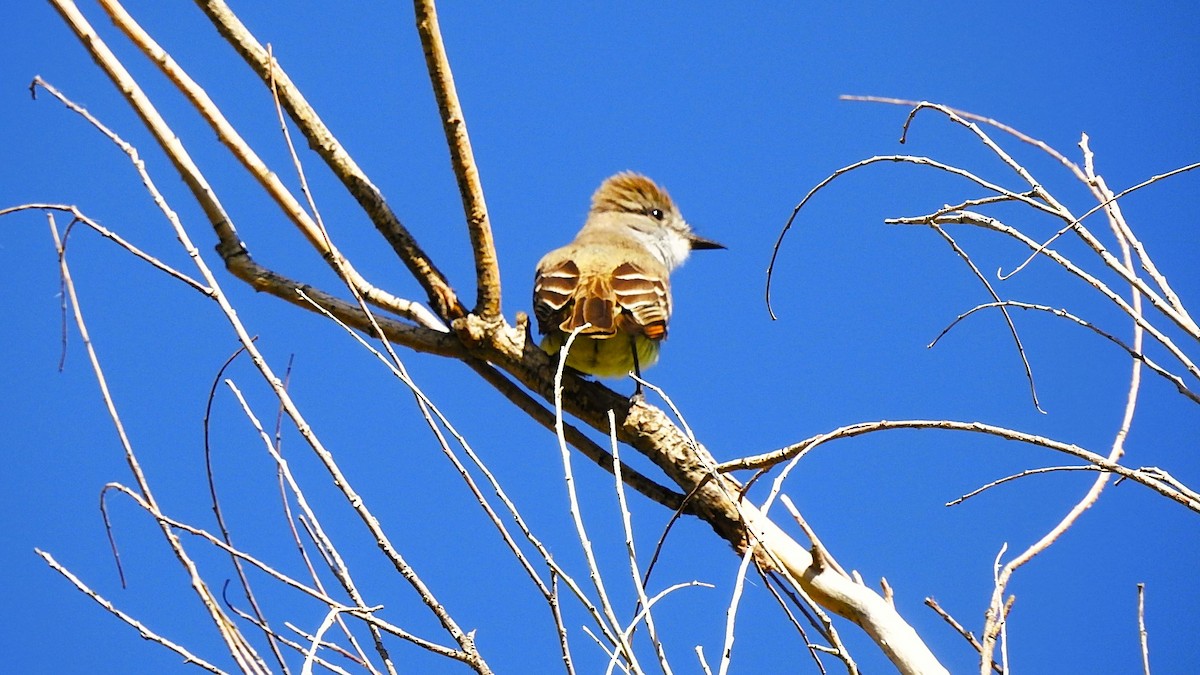 Ash-throated Flycatcher - ML619086545