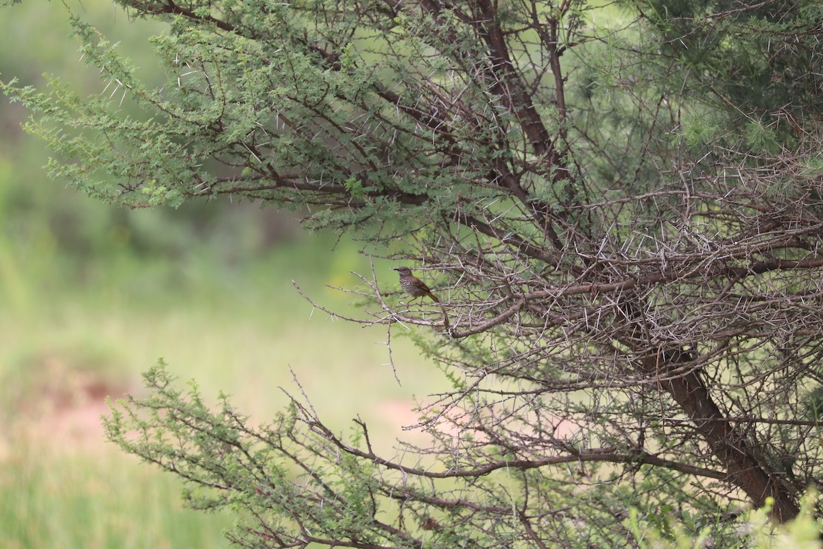 Barred Wren-Warbler - ML619086555