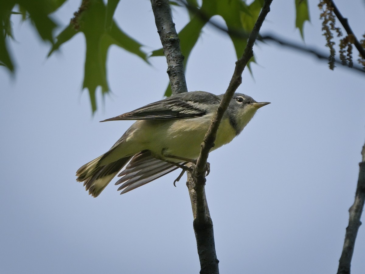 Cerulean Warbler x Northern Parula (hybrid) - ML619086577